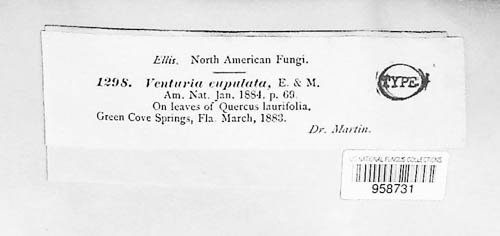 Johansoniaceae image